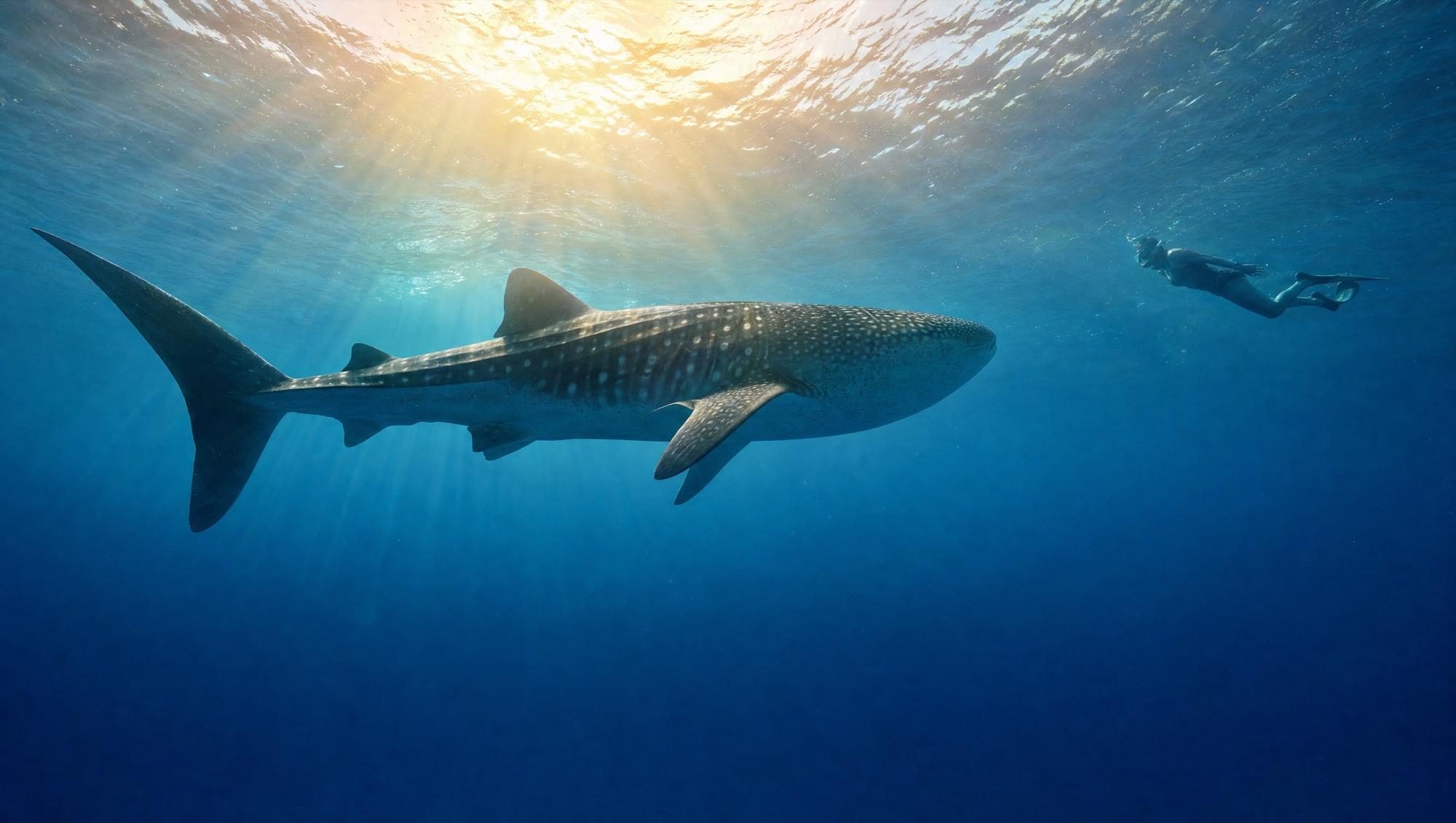 Whale shark swimming near the sunlit surface